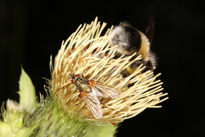 Macro chalet aout 2010 - 103